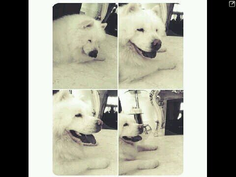 VSmeihwoa's profile picture. TVD♥ | ISF family ♥|TMI♥| TFIOS♡