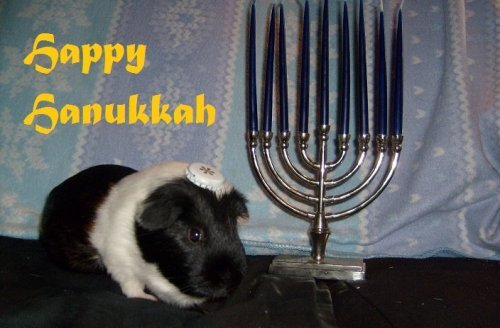 GuineaPigsHats's profile picture. Pretty simple stuff: guinea pigs with hats. You're welcome.