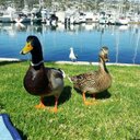 Krista Meredith - @krista_meredith - Twitter