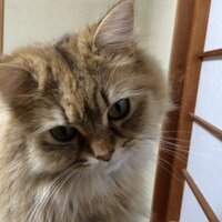 まるちゃん (@1213nao) 's Twitter Profile
