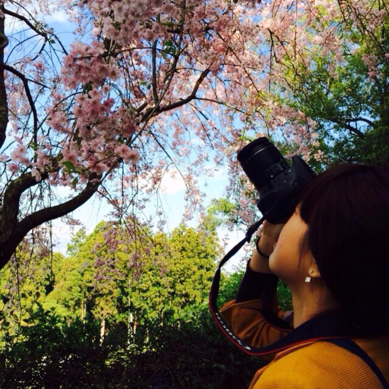 shinowaka's profile picture. 晴れ女