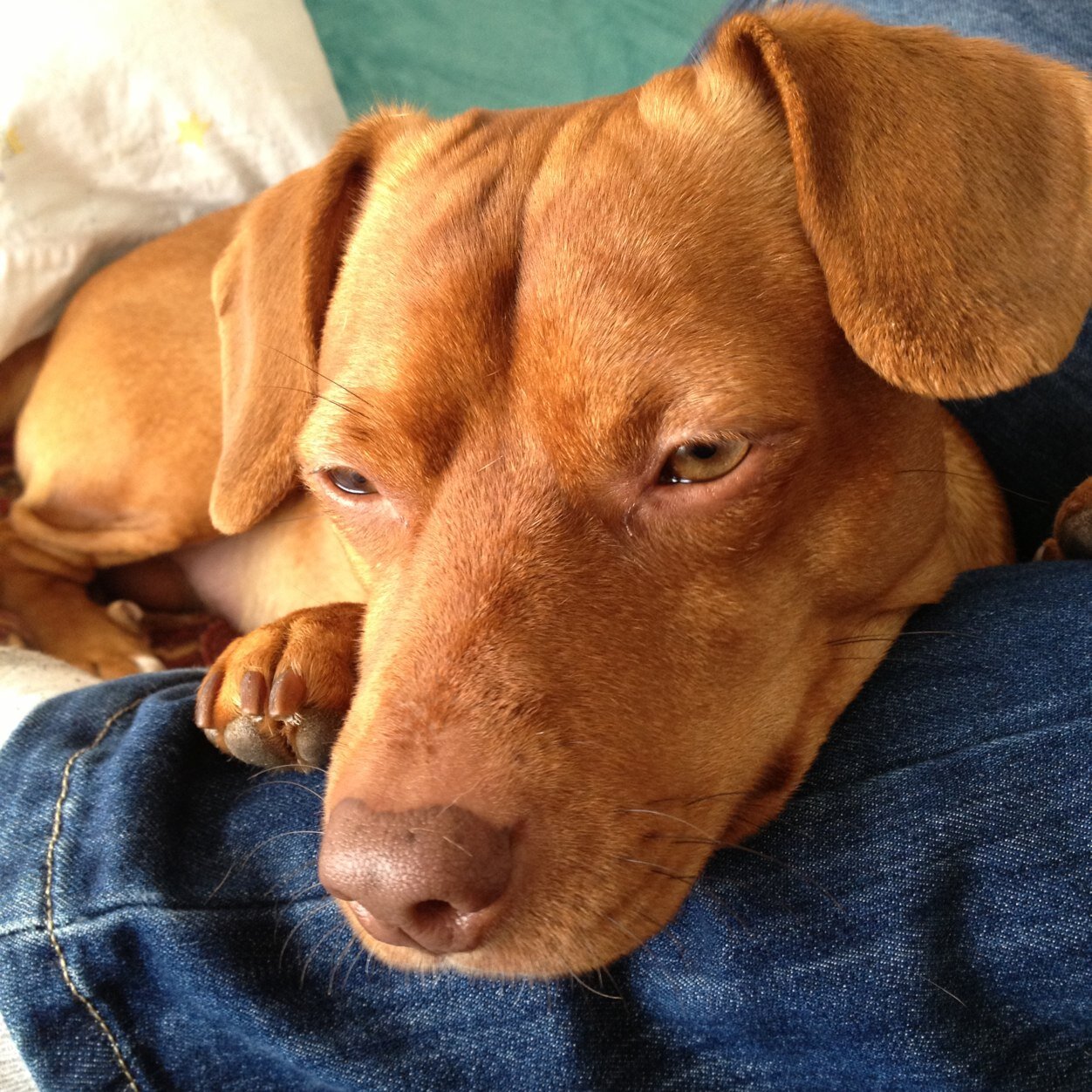 hedalili's profile picture. 