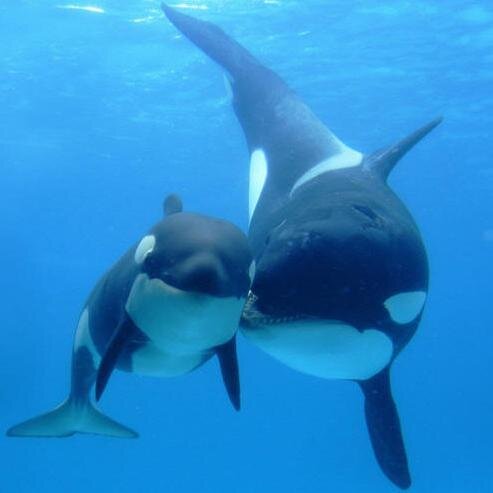 Please visit: http://t.co/k87asWng1l.  
Underwater noise impacts the health and wellbeing of the #Orca.  #Petition to #save the #whales #wwf #nature #oceans