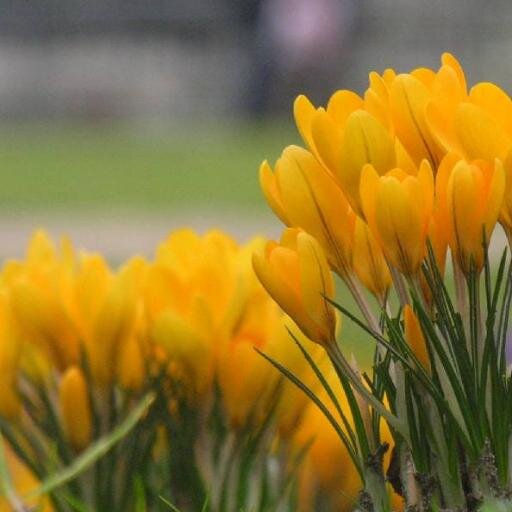 madrounette's profile picture. 