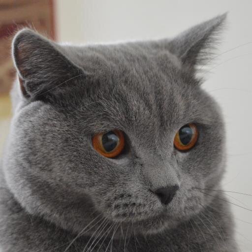 #воспитываюсына:  @MeowMEOWNyan_