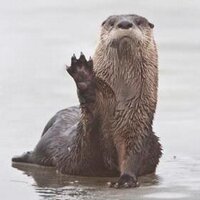 ptleduc (@ptleduc) 's Twitter Profile