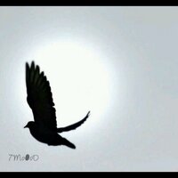 سلطان البصيص (@244_sultan) Twitter profile photo