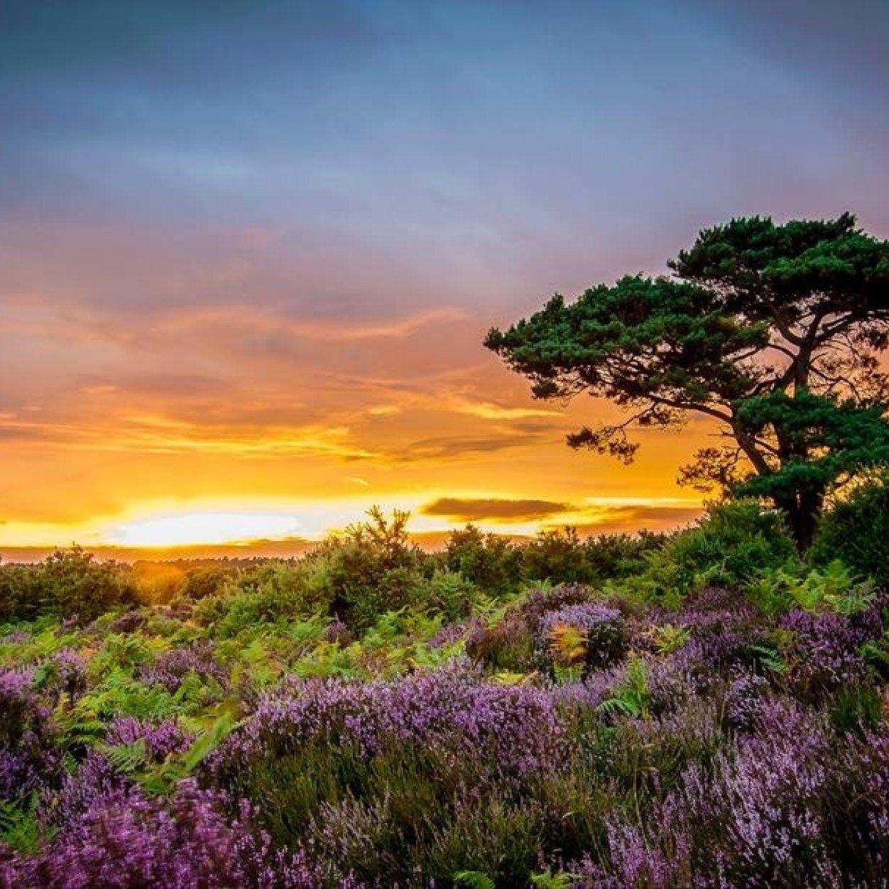 A page for all to share gorgeous landscape images of the county of Hampshire. Please include #HampshireLandscapes on your photos. Run by @kingkevb