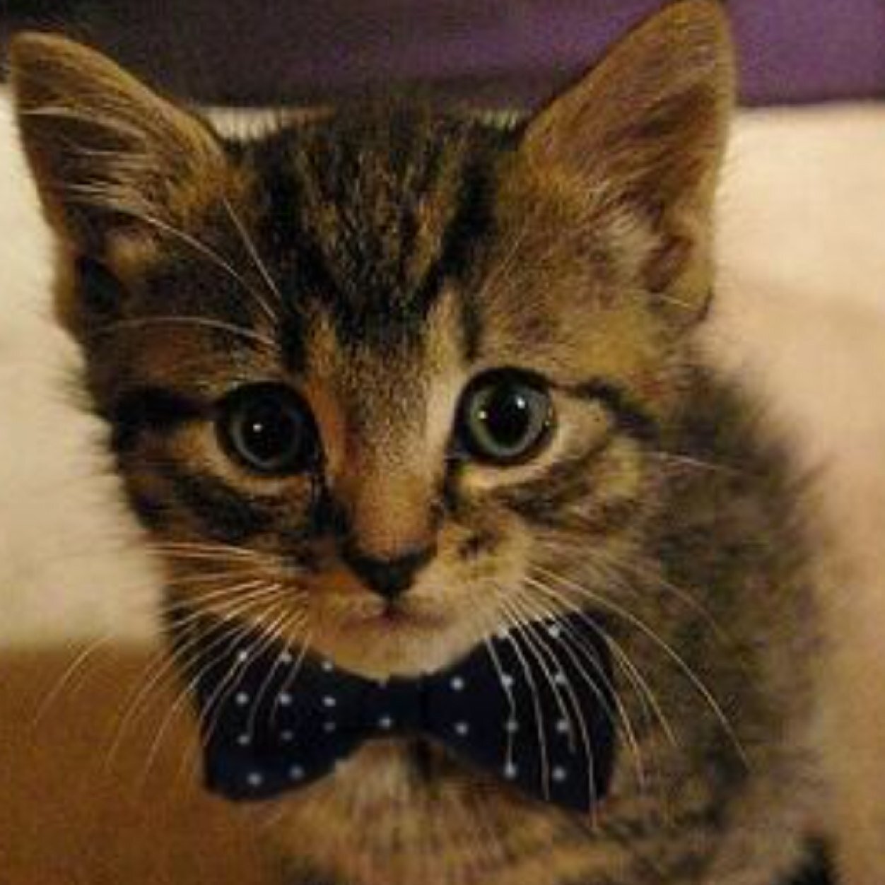 GladsnHands's profile picture. Handmade Cat Accessories by qualified, experienced Joiner. Cat owner of 7 cats so tested and proven pieces. Bespoke pieces for other animals available too.