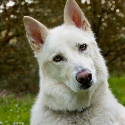 I'm  Alaskan Malamute/ White Shepherd/ Arctic Wolf mix. I live with 2 human packleaders. I LOVE traveling, bones, and Toys.  ANTI-Fireworks/ guns & bubblewrap