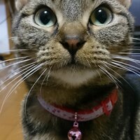 yoyoyo (@shinachanchan) Twitter profile photo