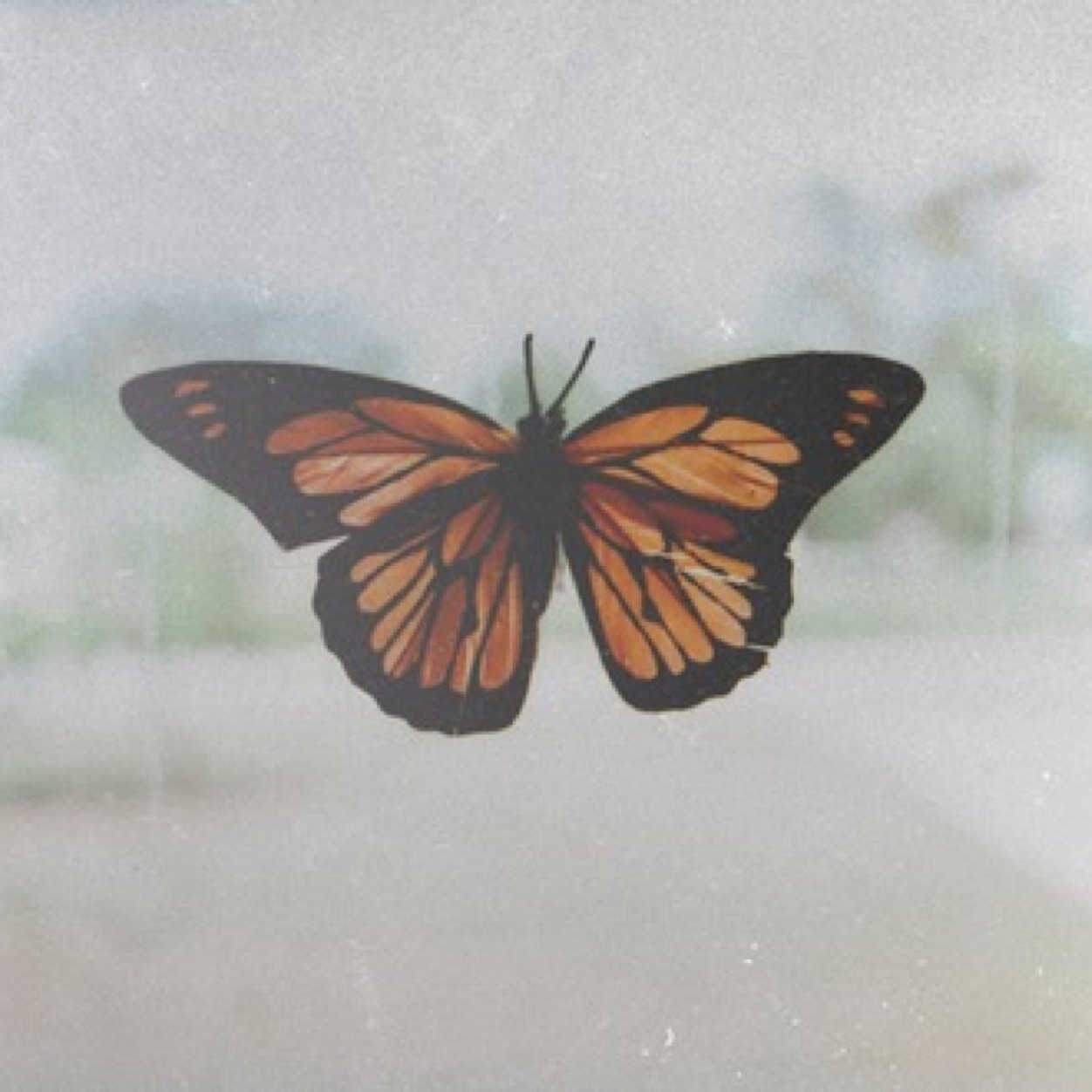 Telling the truth that not eveyone can see•Butterflies can't see their beauty. Some people are like that too•England•Scorpio