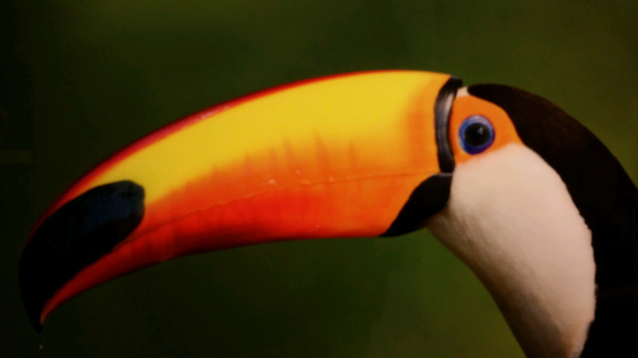 kentanyutan's profile picture. 