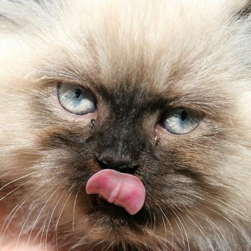 This is the place for Persian and Himlayan cat lovers to share their love and photos of their fur babies. Visit http://t.co/wyaZ7Zu7oD
