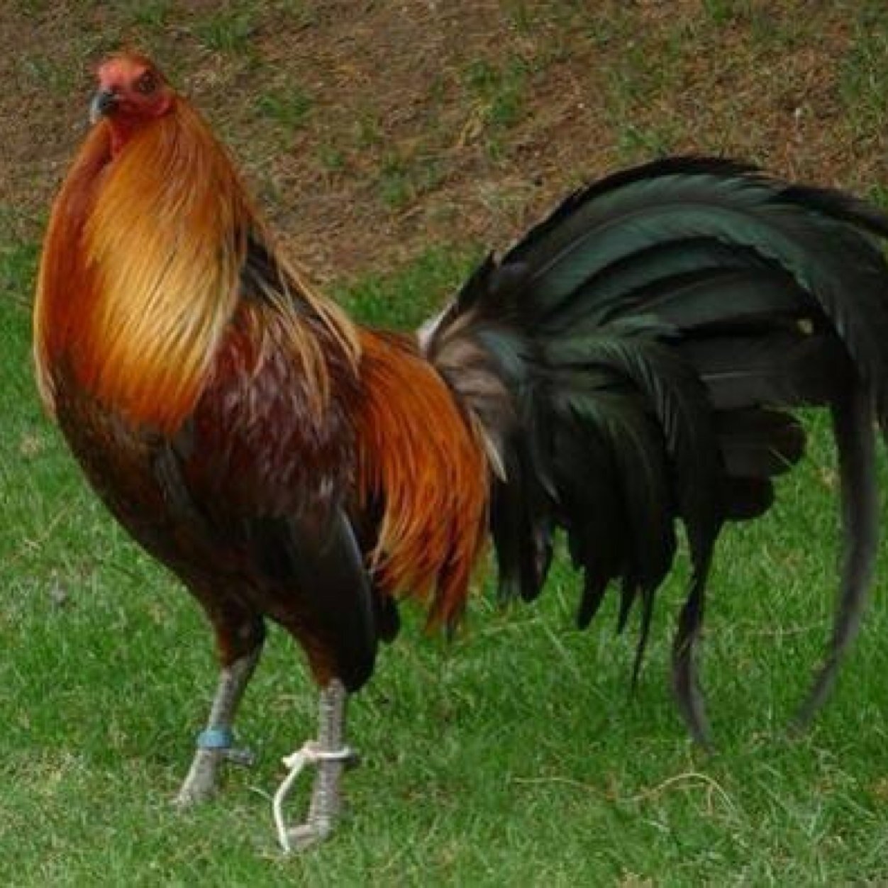 carloszam05's profile picture. 