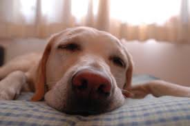 The #sleep doctor on ways to get a good night's rest. #resteasy