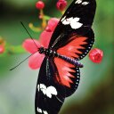 Amanda Heintzelman - @MandaPanda3322 - Twitter