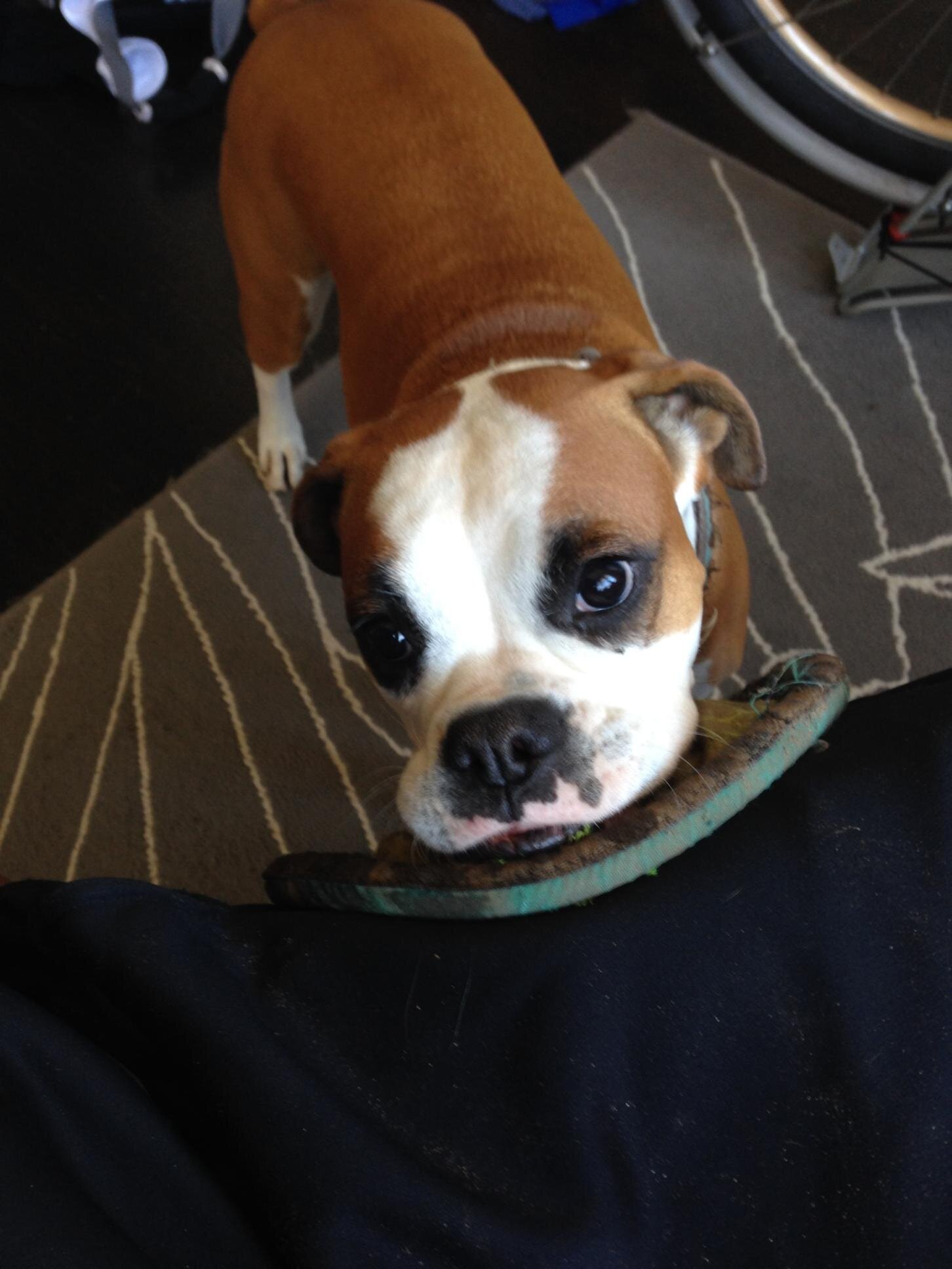 ShiBabyATL's profile picture. I'm cute, I'm adorable, and I am a total chick magnet.  Piedmont Park is my hood, don't you know.