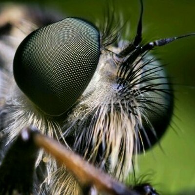 microscopic things mindbllown twitter