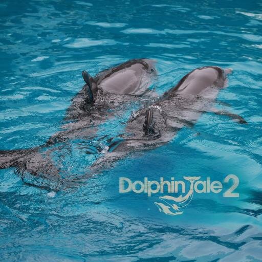 Offishial Twitter page for the upcoming movie Dolphin Tale 2