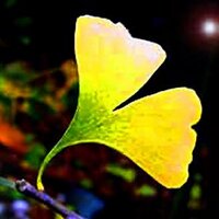 The Ginkgo Tweets (@theginkgopages) 's Twitter Profile Photo The Ginkgo Tweets (@theginkgopages) 's Twitter Profile Photo