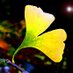 The Ginkgo Tweets (@theginkgopages) Twitter profile photo