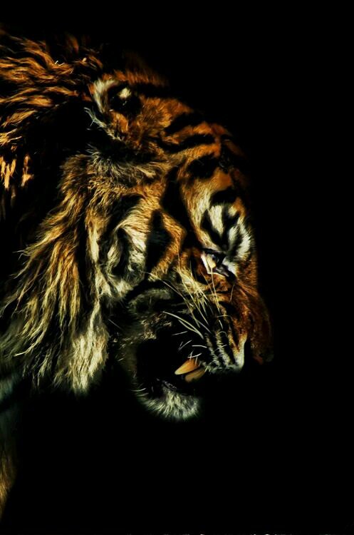 sullyowens's profile picture. 