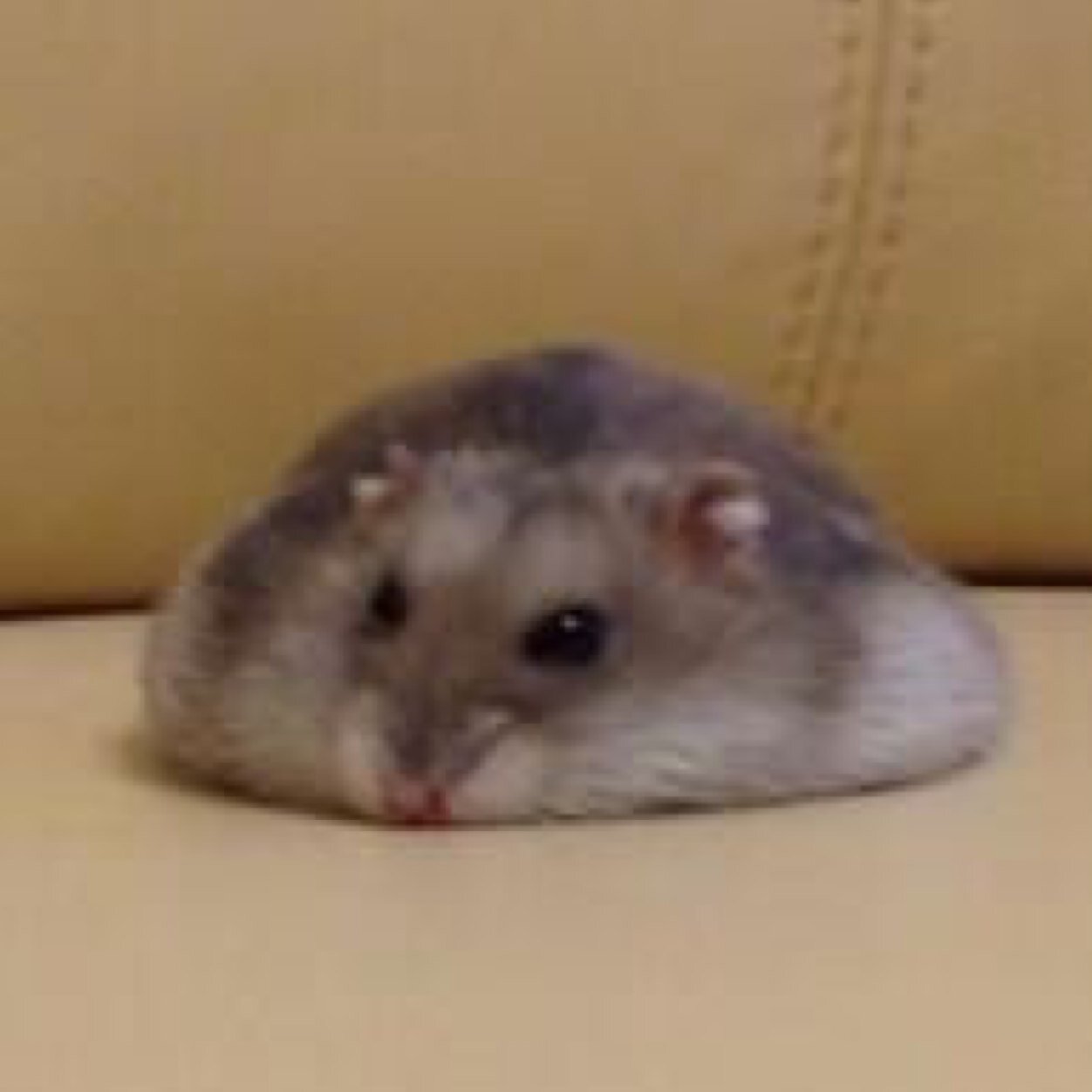 unununnun Profile Picture