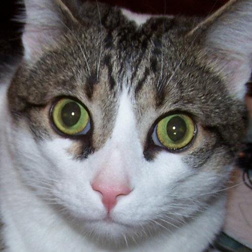 Boris Kitty Profile