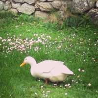 The Hazel House (@thehazelhouseie) 's Twitter Profile