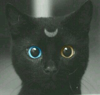 Deputy of Honeystars CloudClan. Got jokes on his time, good in put away his sadness. Cares much. #Tom #Taken My pretty mate is Honeystar.