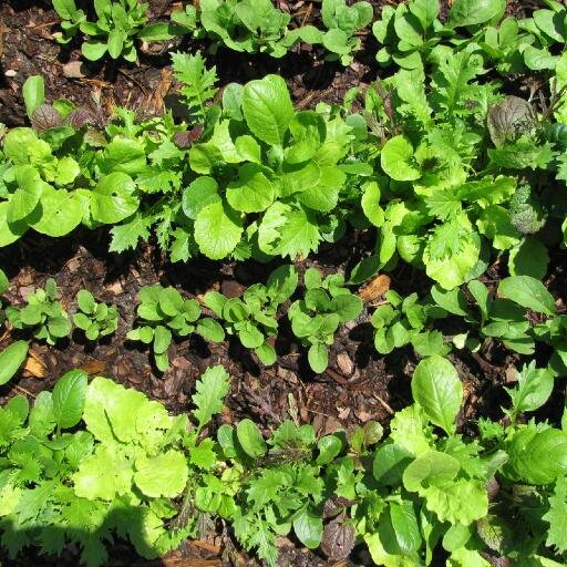 EuclidStGarden's profile picture. A small community garden located in Columbia Heights, Washington, DC.