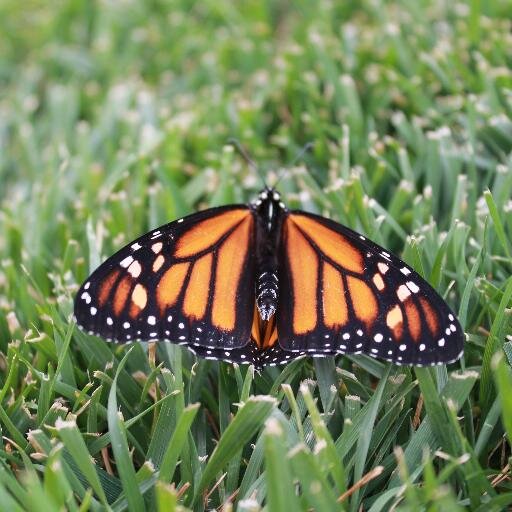 stensonent's profile picture. My Religion is Kindness The Dalia Lama