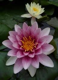 offtmscle4's profile picture. 