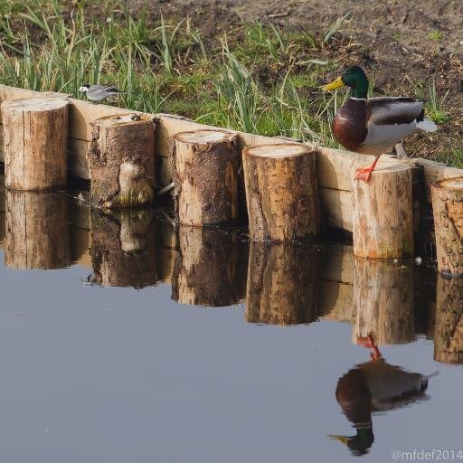 Ben iemand die graag in de natuur vertoeft. Het observeren en fotograferen van de natuur is mijn hobby.
Mijn voorkeur gaat hierbij uit naar vogel-fotografie.