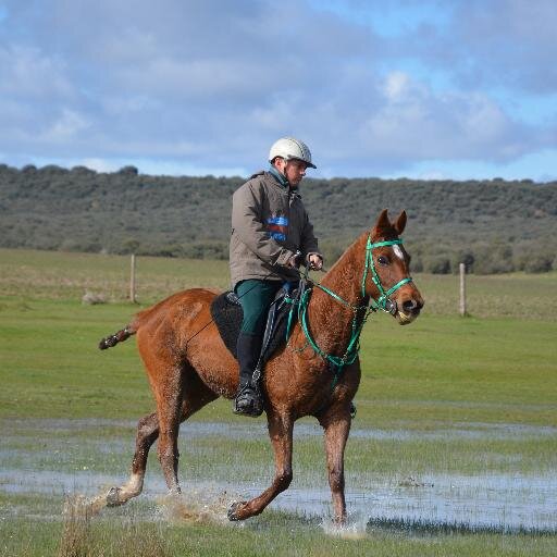 yeguadatusitala's profile picture. Un centro de cría, entrenamiento y recría de caballos. A 80 kilómetros de Madrid con 200 kilómetros para entrenar. Alojamiento para caballos y jinetes.