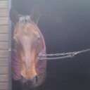 Jane King - @Littlemouse67 - Twitter