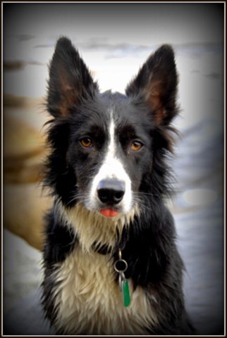 Border Collie, Views were usually of a ball and a field..
Founder Dog of @wharfedalewoofs #flyball team.  Went over Rainbow Bridge 07/1/20  #epilepsysucks