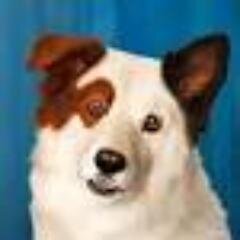 The Real Stan from Dog with a Blog.
And Fan of Call of Duty.
