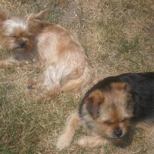 Jasper 9/4/09-9/9/25  JaseyRae 9/4/09-3/26/24 RIP 🐾🌈🐾