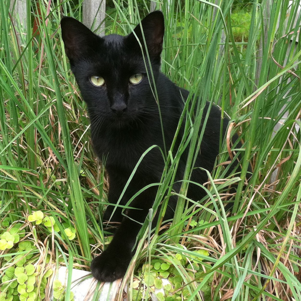 suzatl's profile picture. 