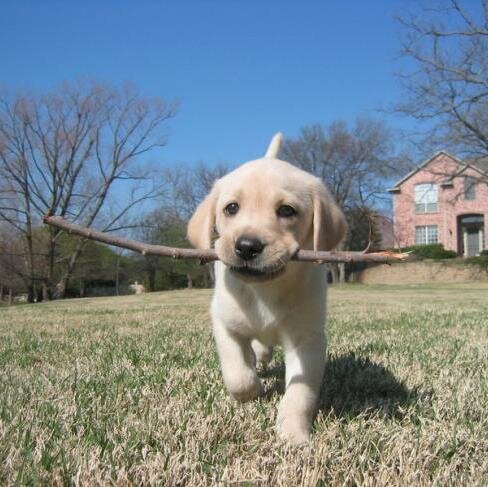 dogmilan1's profile picture. わんことゲームとスポーツ好き