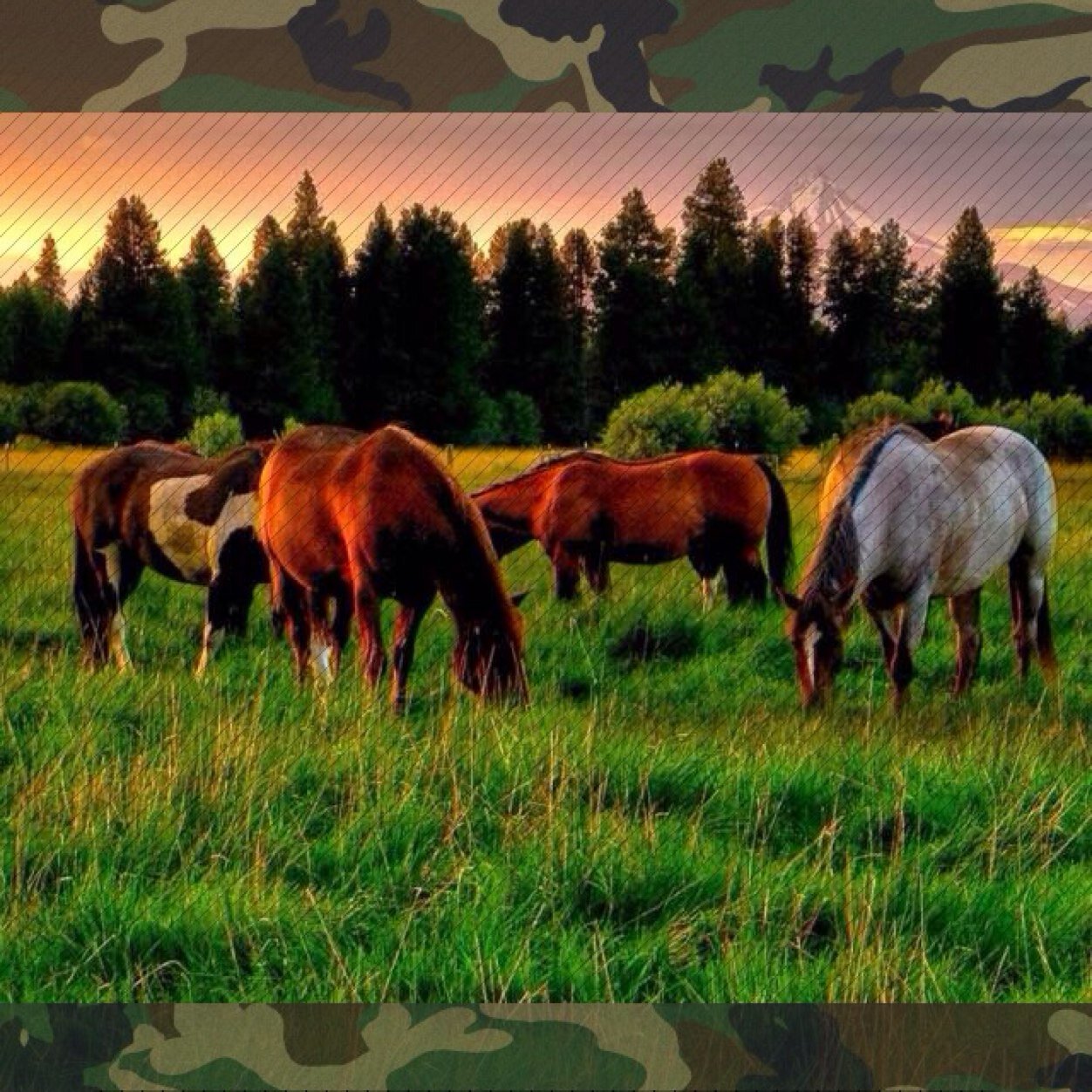 Horses r my life I ride English and I live to ride