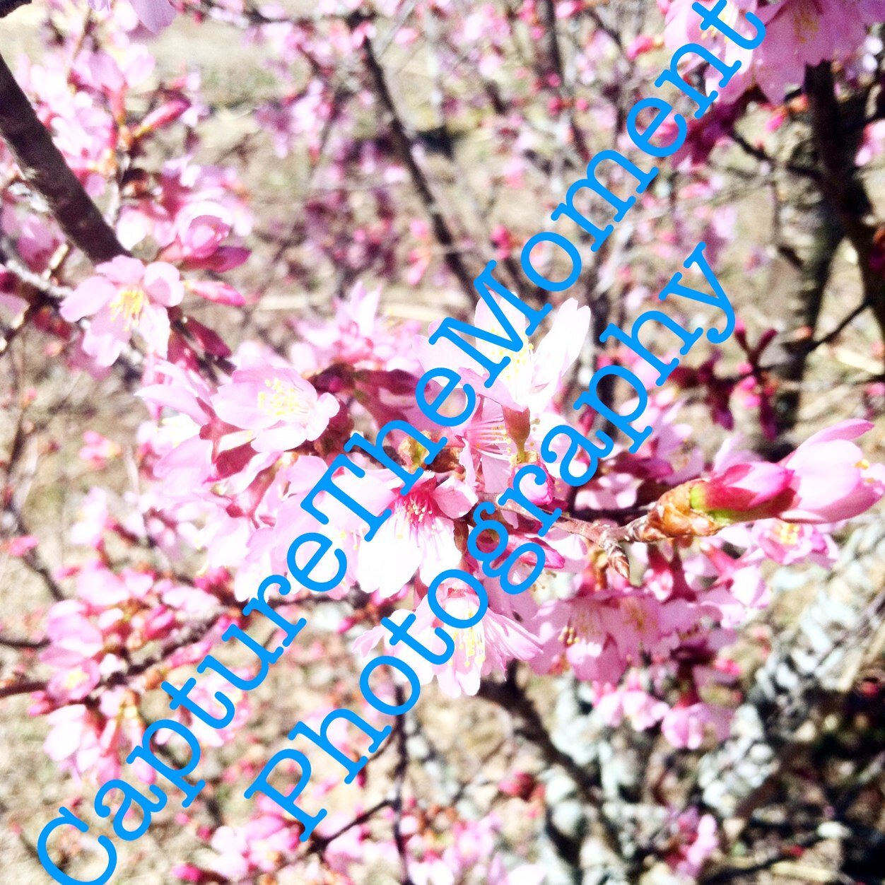 CaptureTheMome2's profile picture. A small photography business, where you can go and capture the moment of anything special.