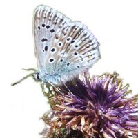 Chalkhill Blue (@chalkhillblue1) 's Twitter Profile
