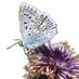 Chalkhill Blue (@chalkhillblue1) Twitter profile photo Chalkhill Blue (@chalkhillblue1) Twitter profile photo