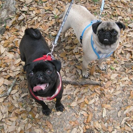 Happy life, married to my wonderful husband, 1 awesome son, 3 adorable pugs, 2 sweet cats, and my favorite color is blue!