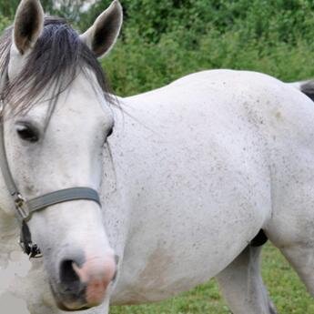 Ιππικός Άθλητικός Όμιλος Άρτας Πύρρος.
Equestrian Sports Club Artas Pyrros.