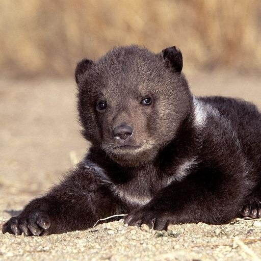 ItsGrizzleh's profile picture. 