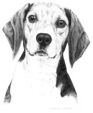 Experta en dibujos